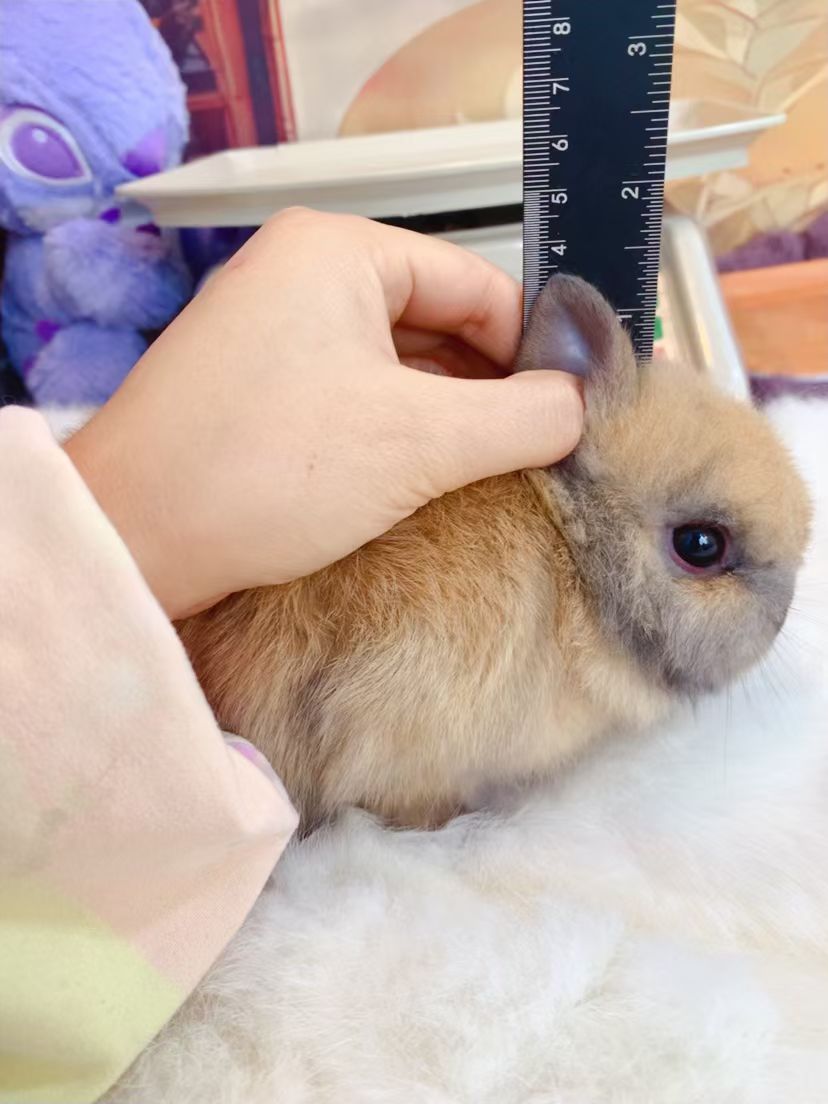 特价双血虎斑侏儒兔